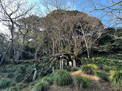 Prunus speciosa