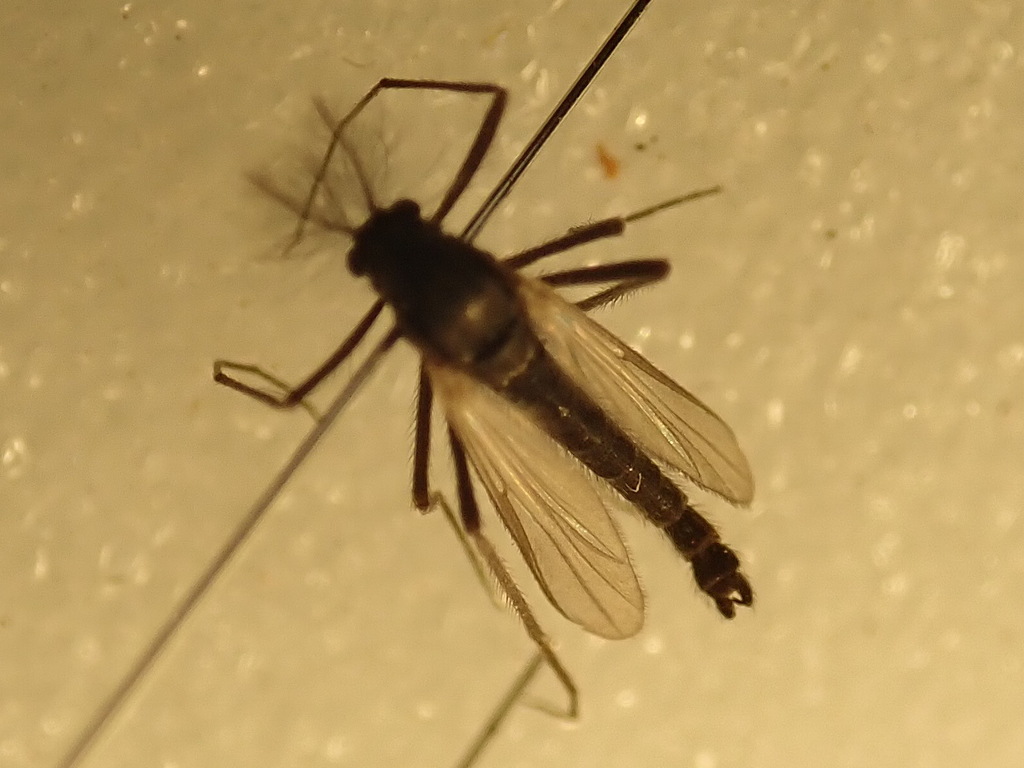 Gymnometriocnemus