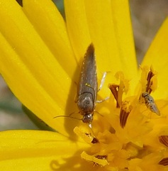 Scythris
