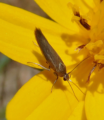 Scythris