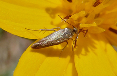Scythris