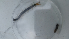 Cormocephalus westwoodi