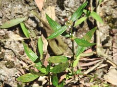 Exallage auricularia
