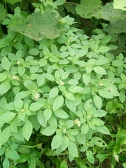 Ocimum americanum