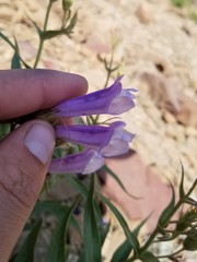 Penstemon lyallii