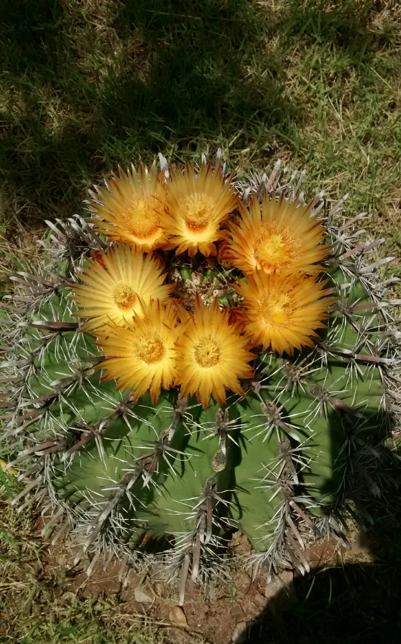 Ferocactus herrerae