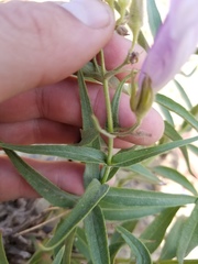 Penstemon lyallii