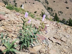 Penstemon lyallii