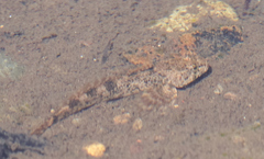 Cottus beldingii