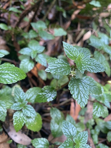 Shade nettle (Australina pusilla)