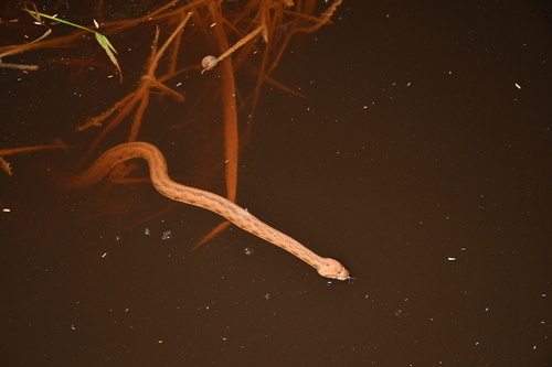 Norman's Keelback