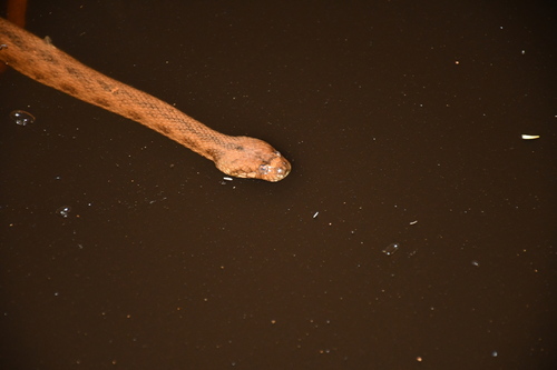Norman's Keelback