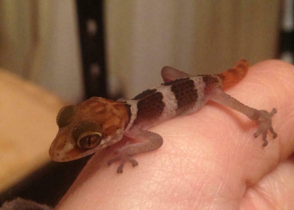 Mount Francais Leaf-toed Gecko