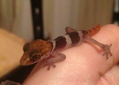 Mount Francais Leaf-Toed Gecko photo 2