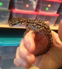 Mount Francais Leaf-Toed Gecko photo 3