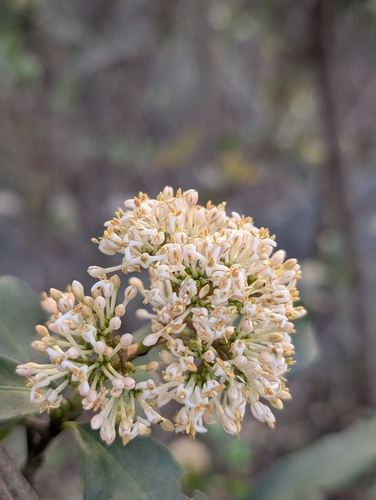 Torch tree (Ixora pavetta)