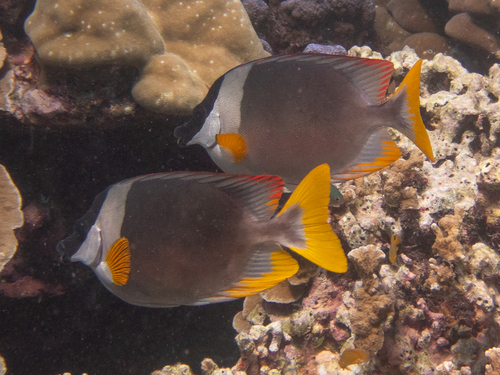 Magnificent Rabbitfish — seen at this dive site