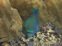 Troschel's Parrotfish photo 4