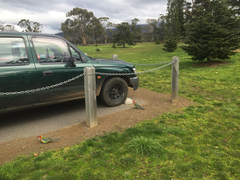 Platycercus eximius diemenensis