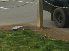 Platycercus eximius diemenensis