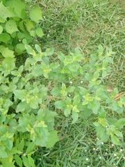 Acanthospermum hispidum