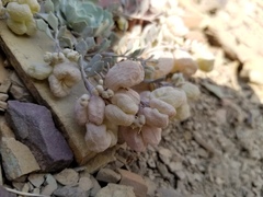 Physaria didymocarpa