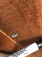 Pseudastylopsis nebulosus