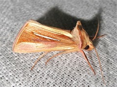 Plusia venusta