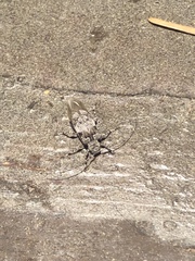 Pseudastylopsis nebulosus