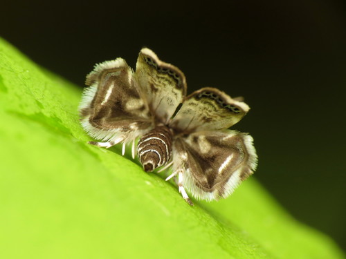 Peacock Brenthia Moth photo 4