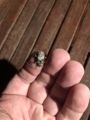 Pseudastylopsis nebulosus