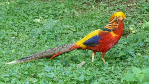 Golden Pheasant