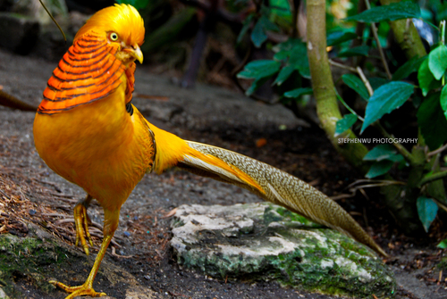 Golden Pheasant