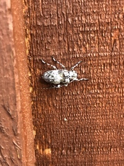 Pseudastylopsis nebulosus