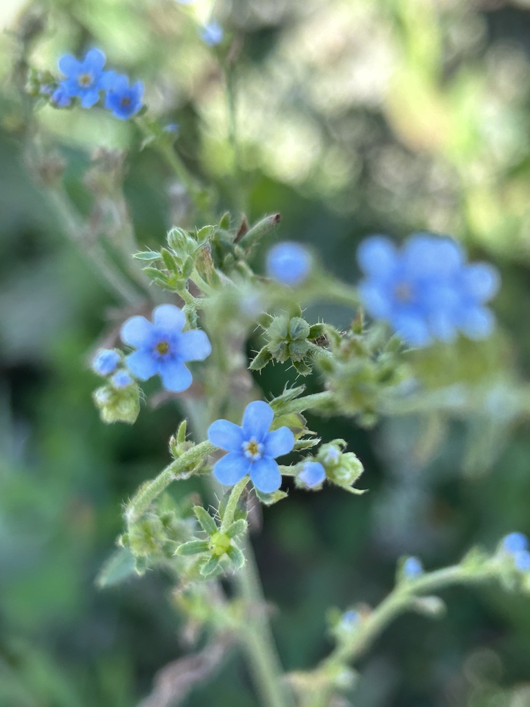 Lappula brachycentra
