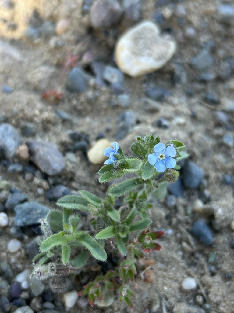 Lappula macrantha