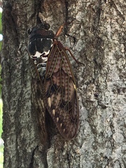 Graptopsaltria nigrofuscata