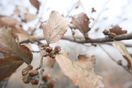 Parrotia subaequalis, photograph 3