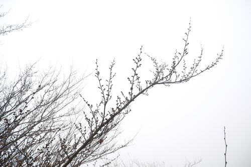Image of Parrotia subaequalis by (c) 王天, some rights reserved (CC BY)