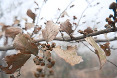 王天, CC BY, iNaturalist via GBIF Parrotia subaequalis, photograph 王天, CC BY, iNaturalist via GBIF