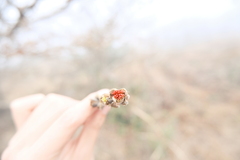 Parrotia subaequalis, photograph 王天, CC BY, iNaturalist via GBIF
