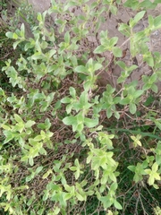 Acanthospermum hispidum