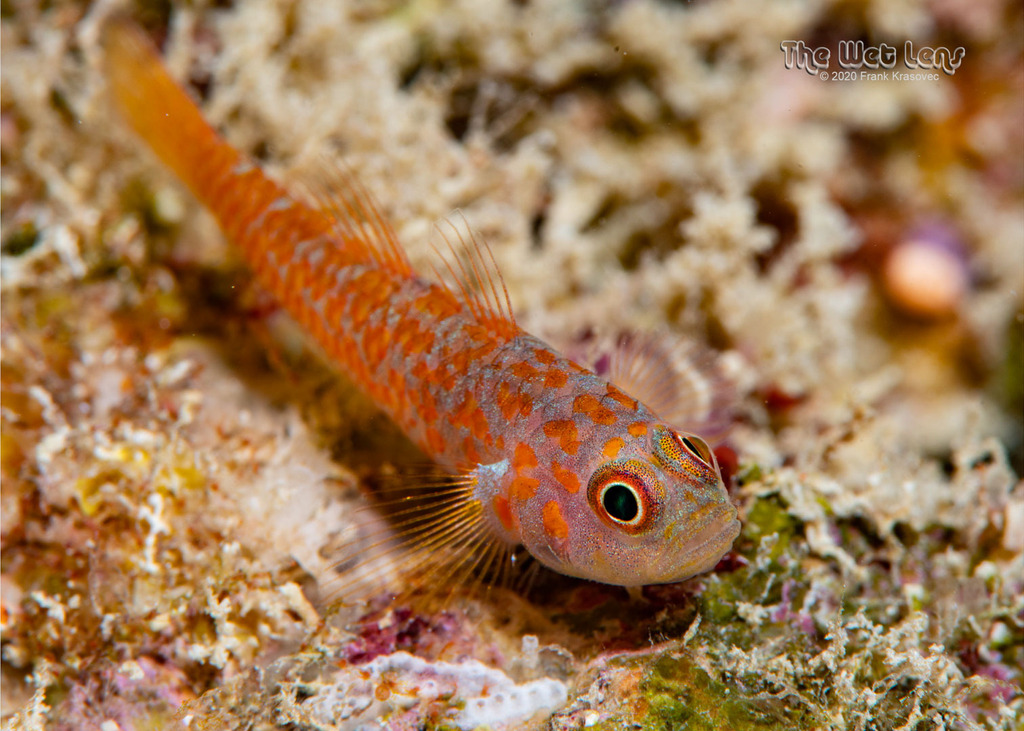 Grey-Bearded Pygmygoby