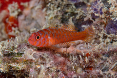 Okinawa Rubble Goby photo 2