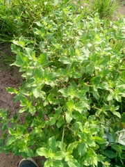 Acanthospermum hispidum