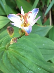 Tricyrtis affinis