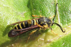 Pennisetia marginatum