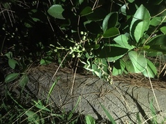 Stagmomantis limbata