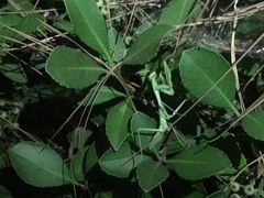 Stagmomantis limbata