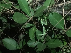 Stagmomantis limbata